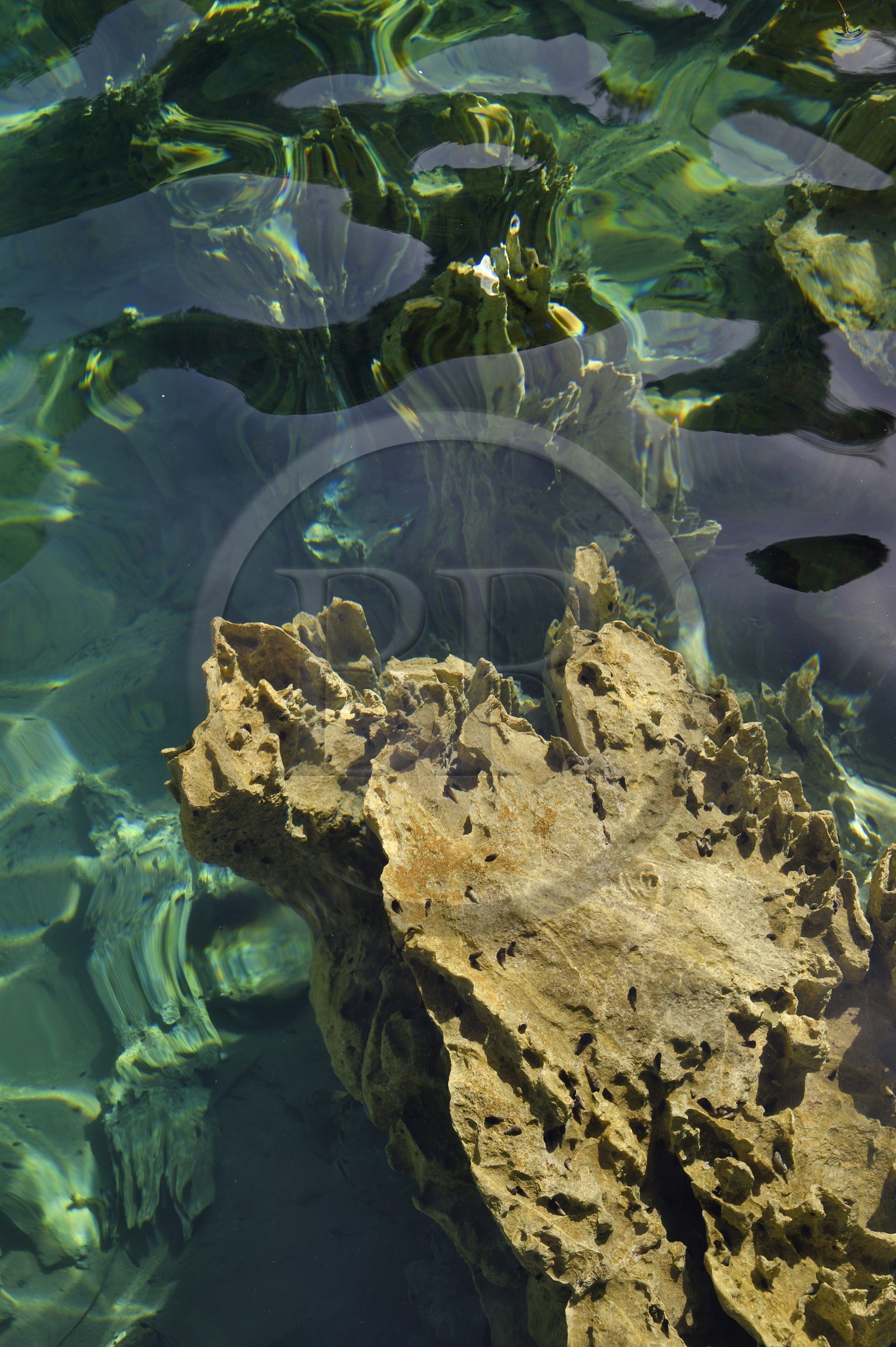 Philippines, Calamian Islands dans le nord de Palawan, Coron Island Natural Biotic Area, crique sur le chemin du lac Kayangan, formations rocheuses karstique en calcaire du Permien