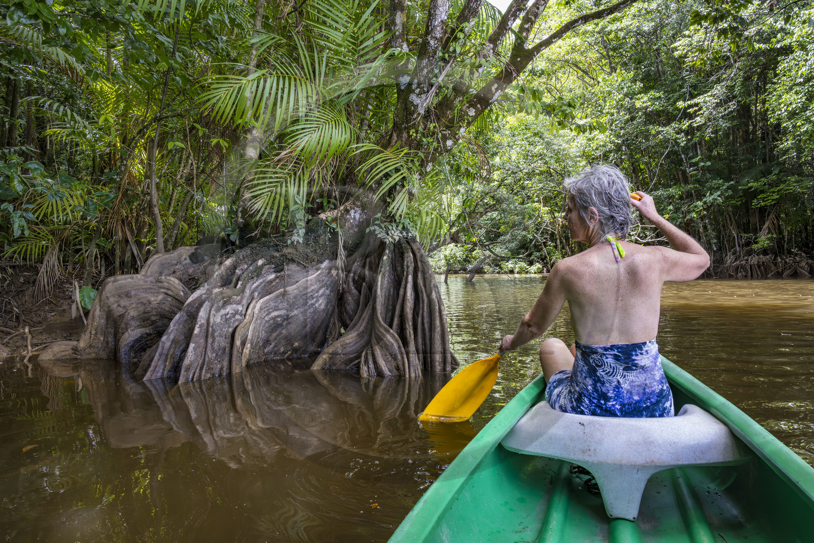 France, Guyane, Kourou, camp Maripas dans la forêt tropicale, découverte en canoé d'une crique, petite rivière, affluent du fleuve Kourou, Pterocarpus officinalis aux grands contreforts ondulés ou moutouchi-marécage en créole
