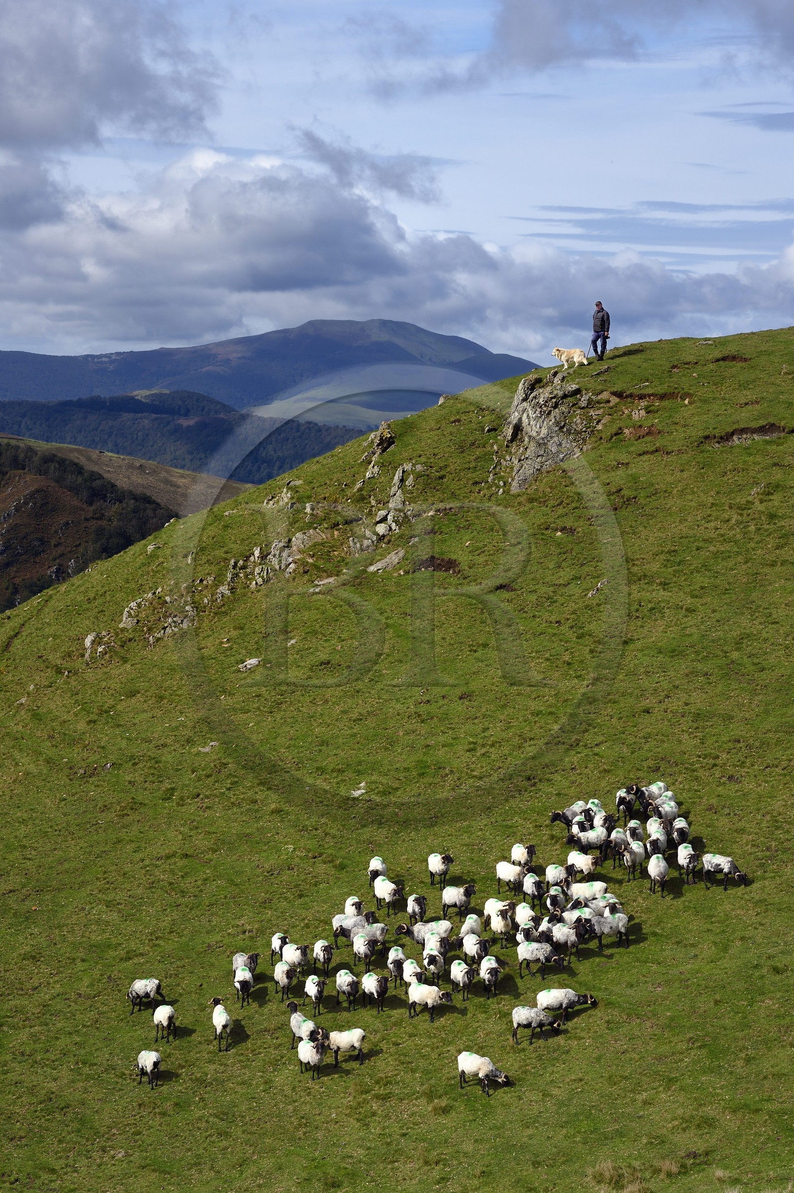 France, Pyrénées-Atlantiques (64), Pays-Basque, chemin de Saint-Jacques de Compostelle sur le GR 65 entre Saint-Jean-Pied-de-Port et Roncevaux vers le col de Bentarte, berger et son troupeau de brebis manech tête noire sur les pentes du Leizar Atheka
