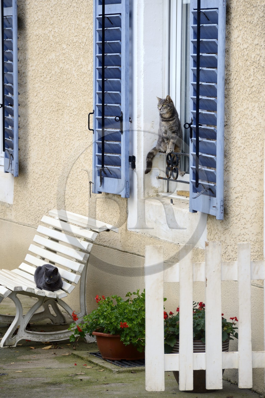France, Meuse (55), Parc régional de Lorraine, Cotes de Meuse, Hattonchâtel, chats