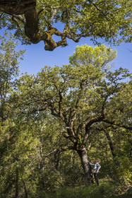 France, Var (83), Provence Verte, Bras, Académie du Bain de Forêt Provençale, forêt du domaine Le Peyrourier - une campagne en Provence