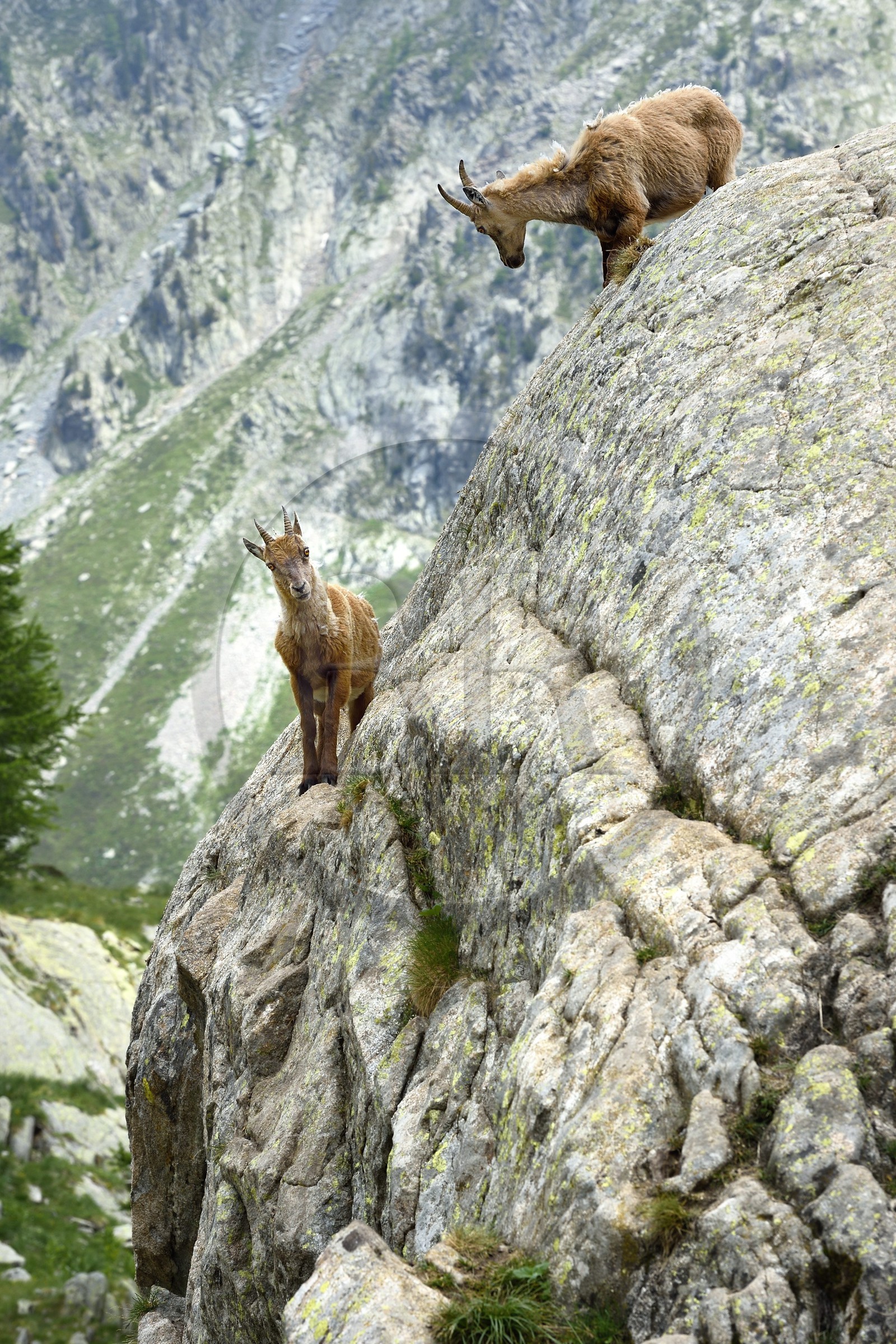 France, Alpes-Maritimes, parc national du Mercantour (Mercantour National Park), Valmasque valley, female Alpine ibex (Capra ibex)