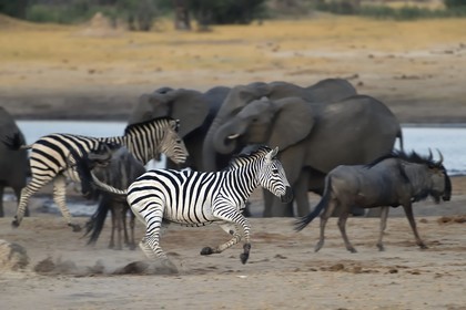 Zimbabwe, province de Matabeleland septentrional, parc national Hwange, Zèbre (equus burchelli) au galop