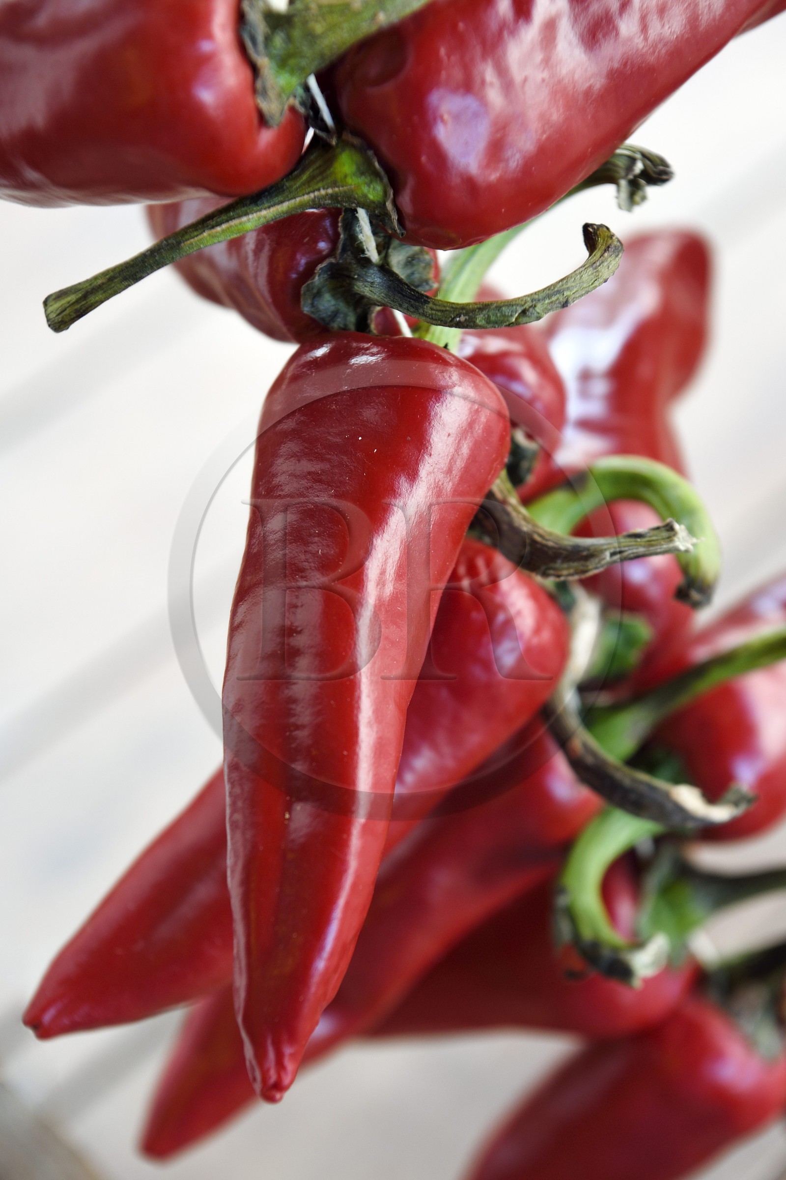 France, Pyrénées-Atlantiques (64), Pays-Basque, Espelette, centre d'interprétation du piment d'Espelette (capsicum annuum), corde de piments frais d'Espelette AOP