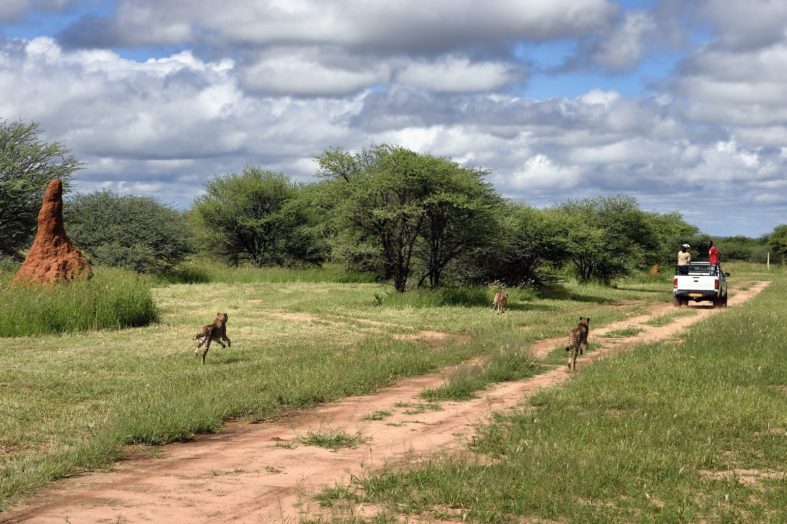 Namibia, Otjiwarongo, Cheetah Conservation Fund, research and education centre, cheetahs (Acinonyx jubatus), feeding from a moving pick-up, the purpose of the exercise is to keep them in shape
