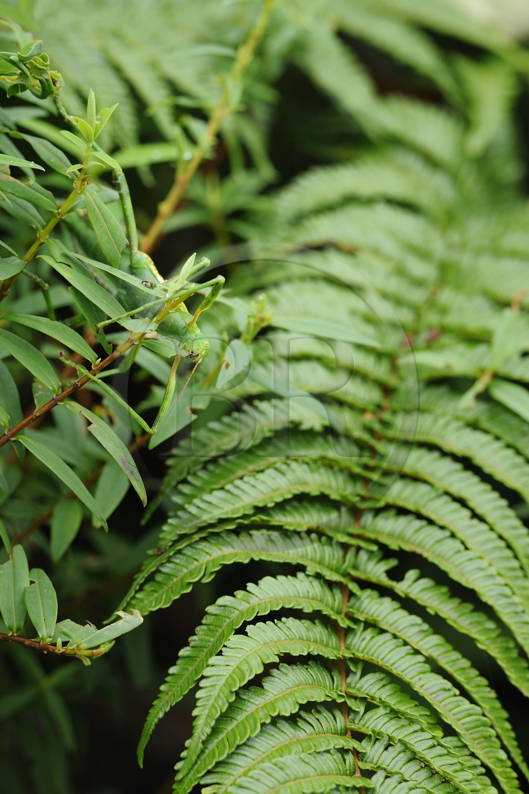 France, île de la Réunion, mante religieuse (Mantis religiosa)