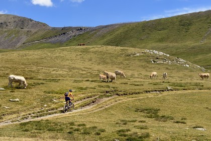 France, Hautes-Pyrénées (65), Saint-Lary-Soulan et Vielle-Aure, randonnée sur une variante du GR10 entre le col de Portet et les lacs de Bastan en bordure de la réserve naturelle de Néouvielle, troupeau de vaches en estive  vers le col