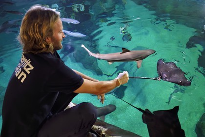 France, Pyrénées-Atlantiques (64), Pays-Basque, Biarritz, l'Aquarium - le Musée de la Mer, Jean Baptiste Nurenberg nourrissant une raie pastenague (Dasyatis pastinaca) et des requins
