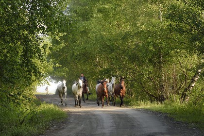 Géorgie, Kakheti, Parc national de Touchétie, Omalo, cavalier amenant ses chevaux au pré