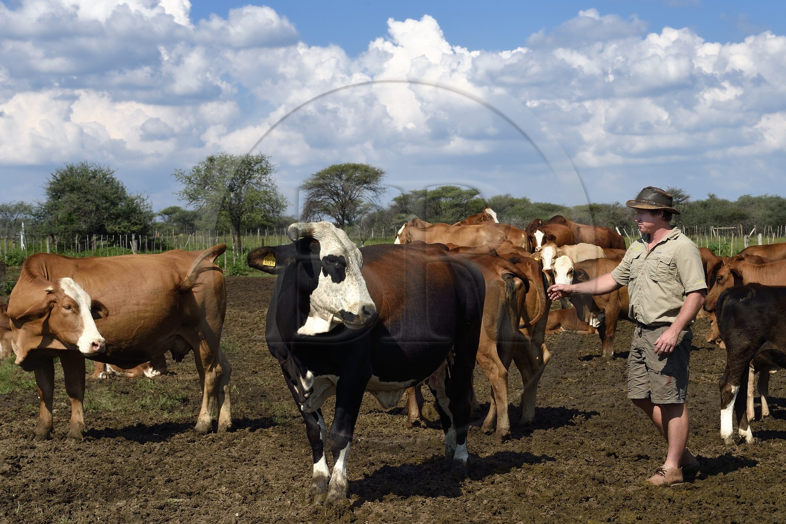 Namibie, region de Otjiwarongo, le fermier Paul Visser avec ses vaches Simbra, il travaille aussi pour le Cheetah Conservation Fund
