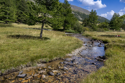 France, Hautes Alpes (05), le Briançonnais, Névache, vallée de la Clarée, canards à la rivière La Clarée