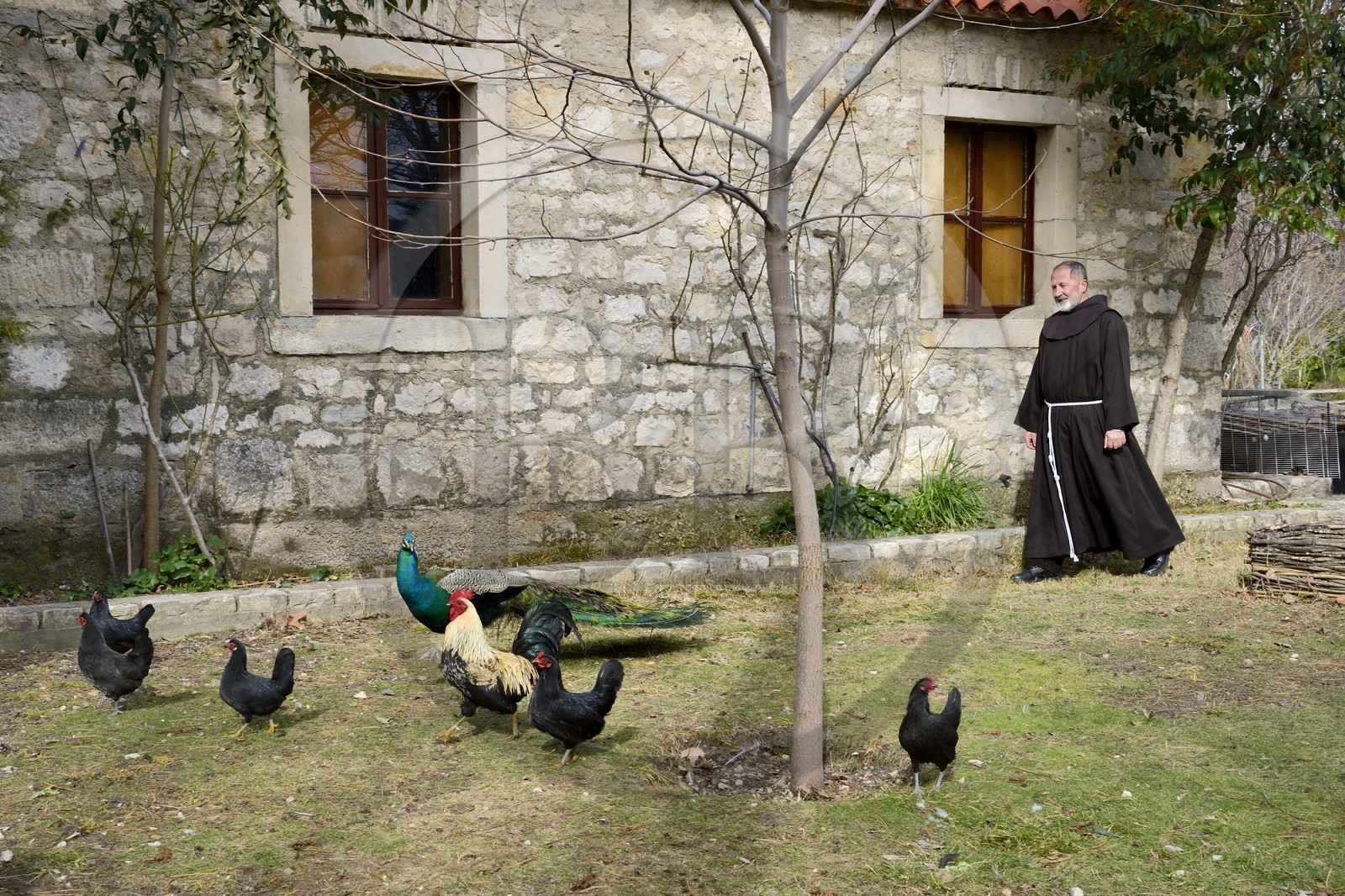 Croatie, Dalmatie, Parc national de Krka, monastère franciscain de l’îlot Visovac, moine avec poules, coq et paon en liberté