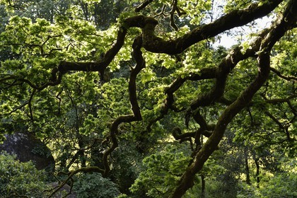 France, Finistere, Parc Naturel Regional d'Armorique (Armorique Natural Regional Park), Huelgoat, granitic chaos of the Huelgoat forest, oak