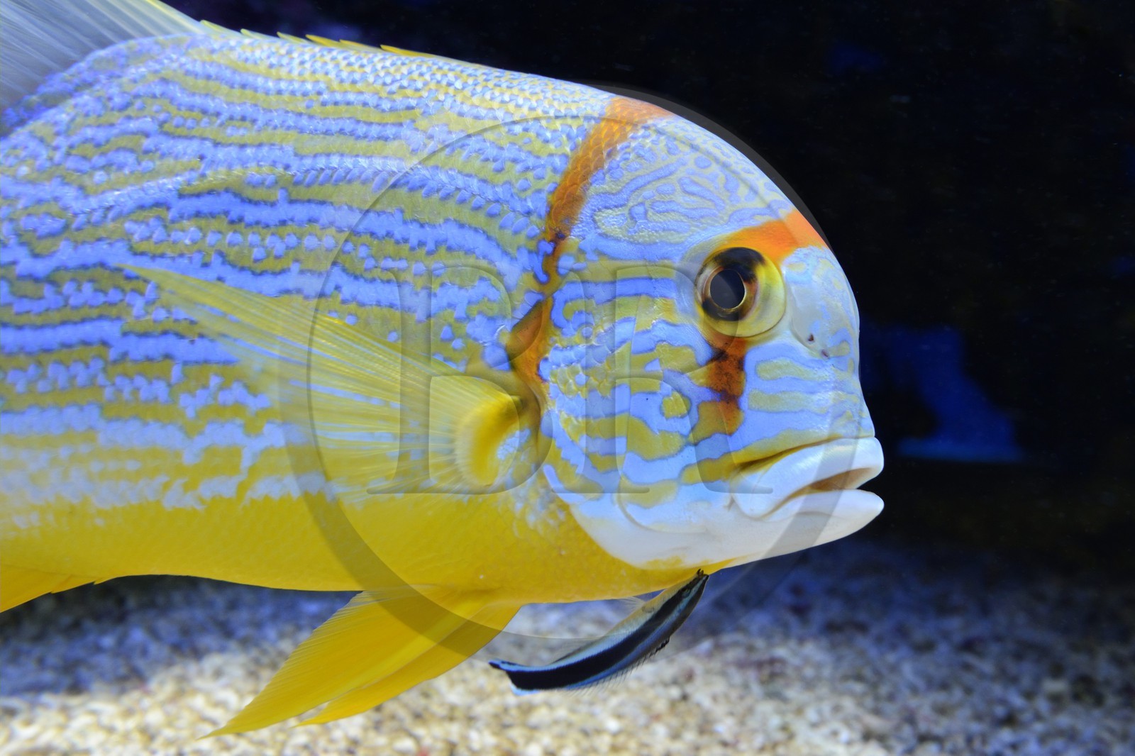 Principality of Monaco, Monaco, the oceanographic museum, Sailfin snapper (Symphorichthys spilurus)