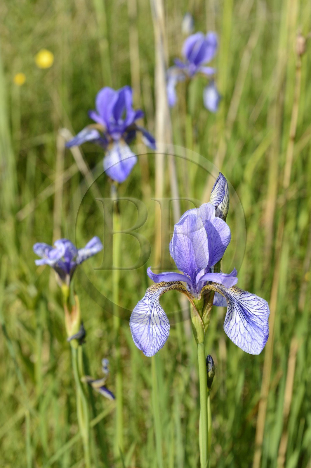 France, Bas-Rhin (67), le Grand Ried vers Herbsheim, la prairie humide, iris de Sibérie (Iris sibirica)