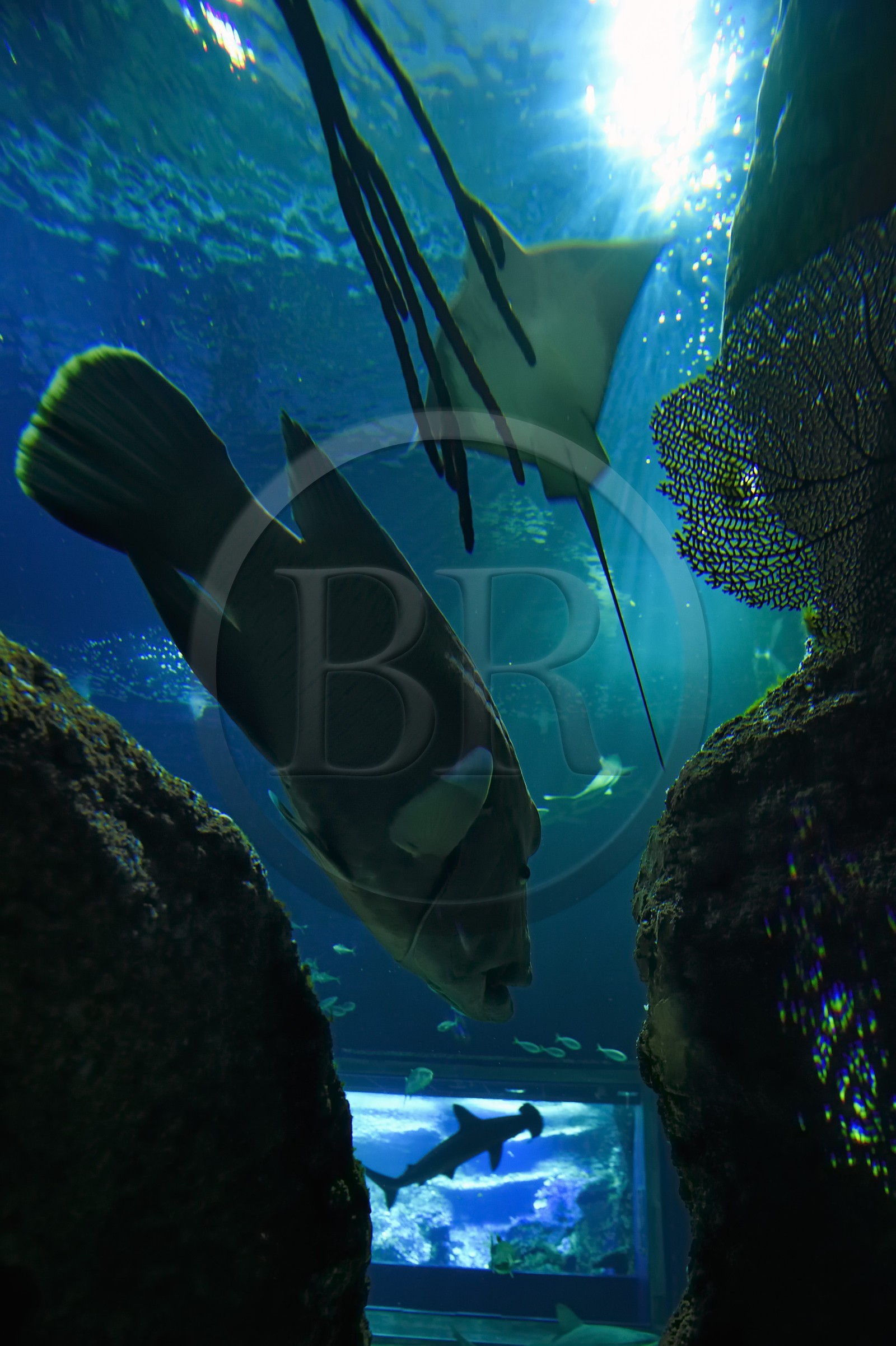 France, Pyrenees Atlantiques, Basque Country, Biarritz, Aquarium - the Sea Museum, humphead wrasse or Napoleon fish (Cheilinus undulatus)