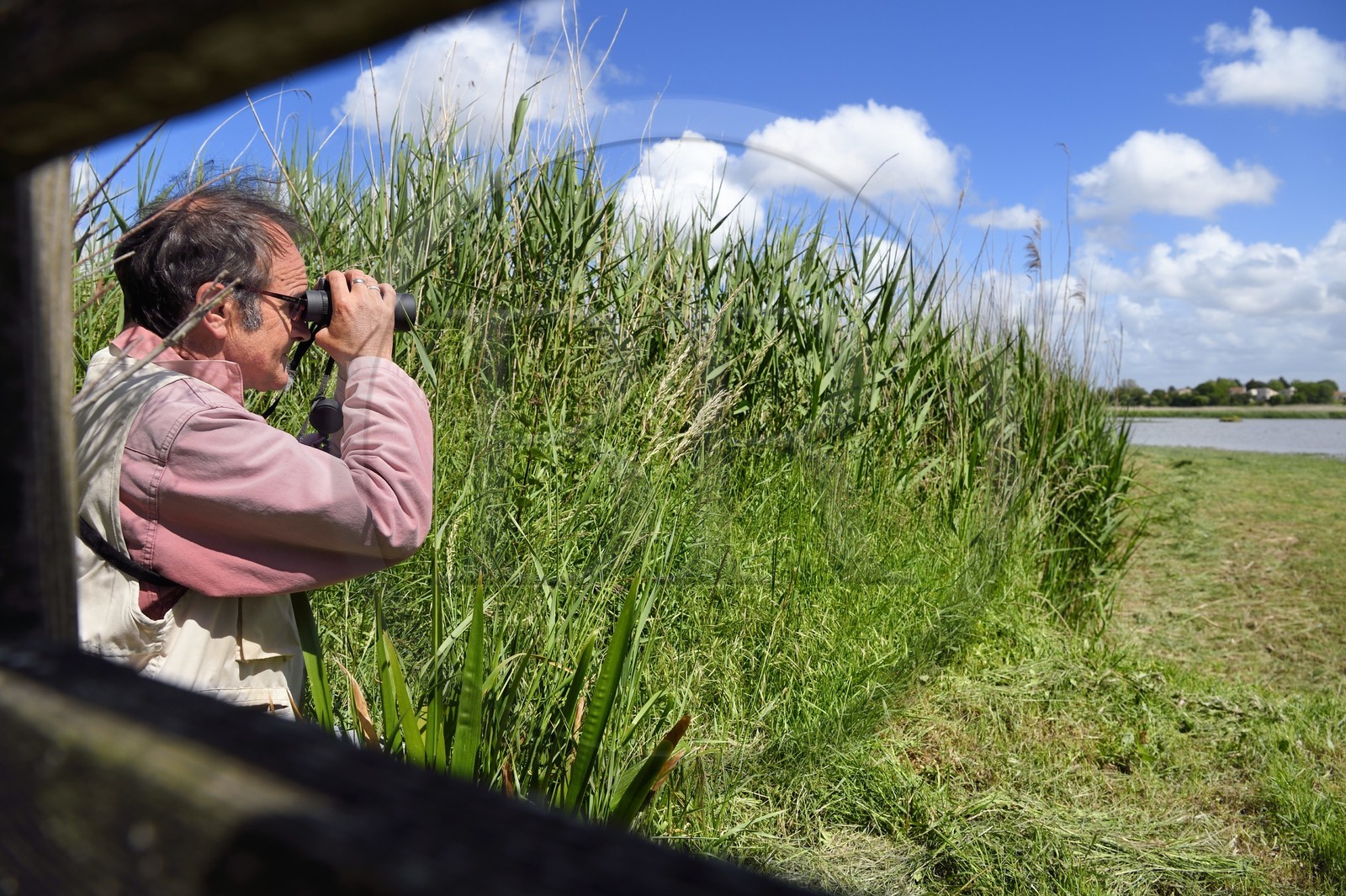 France, Charente-Maritime (17), Rochefort, observation des oiseaux à la Station de Lagunage avec Christophe Boucher, guide de la LPO