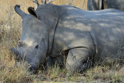 Zimbabwe, province de Matabeleland méridional, Matobo ou Matopos Hills National Park, classé Patrimoine Mondial de l'UNESCO, rhinocéros blanc (Ceratotherium simum), jeune adulte d'environ 7 ans