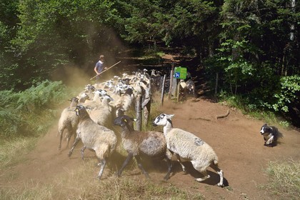 France, Puy-de-Dôme (63), Aydat, Parc naturel régional des Volcans d'Auvergne, le berger Esteban Gueneuc et son troupeau de brebis sur les pentes du volcan du Puy de Vichatel, sur le parcours Musette nature sentier de Vichatel