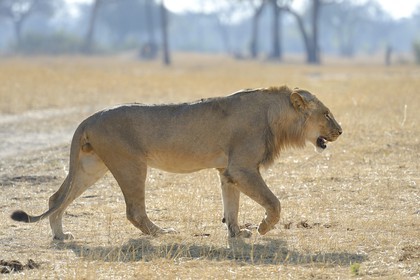 Zimbabwe, province de Matabeleland septentrional, parc national Hwange, lion (Panthera leo)