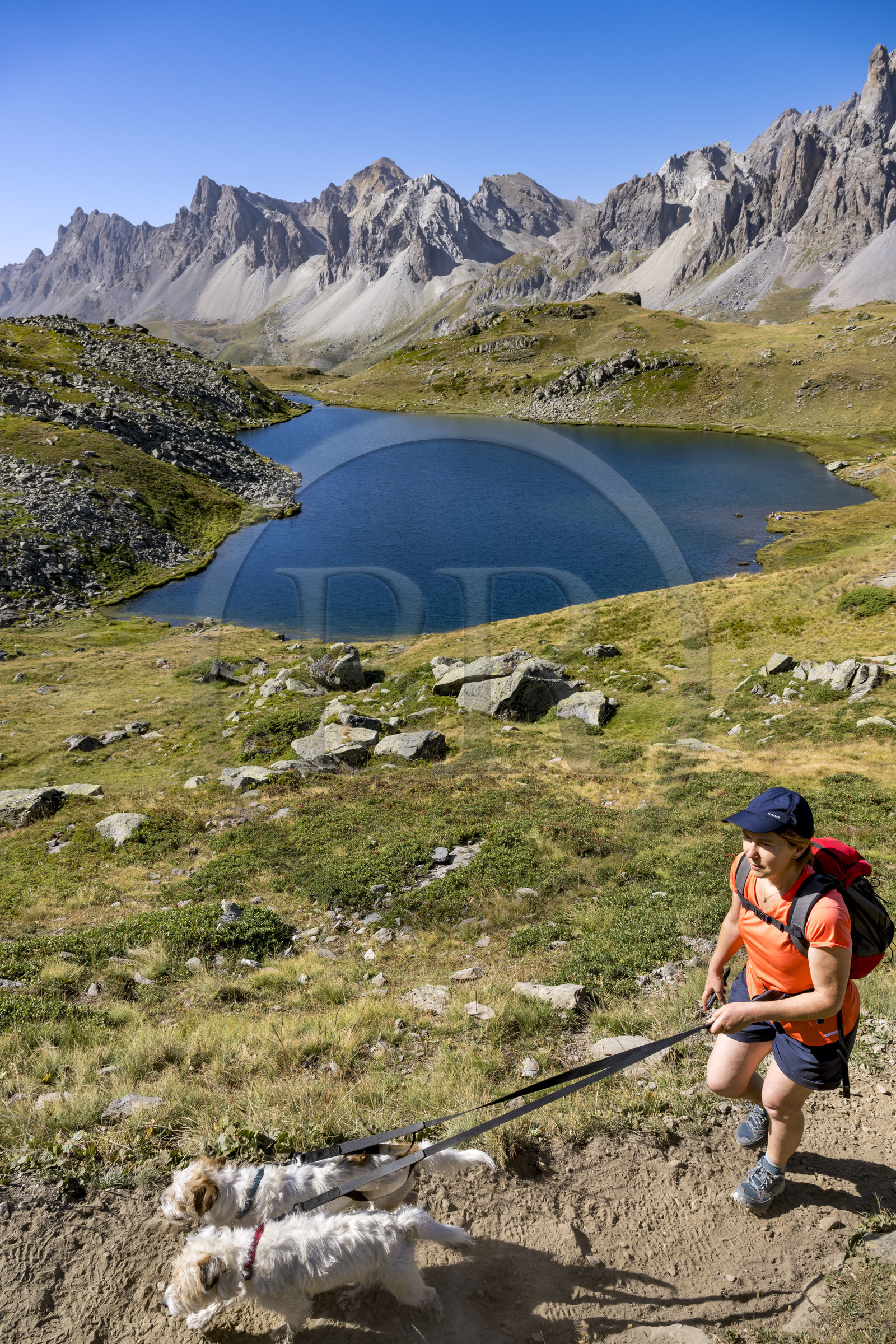 France, Hautes Alpes (05), le Briançonnais, Névache, haute vallée de la Clarée, randonneuse avec ses chiens au lac Long à une altitude de 2387m, le massif des Cerces en arrière-plan
