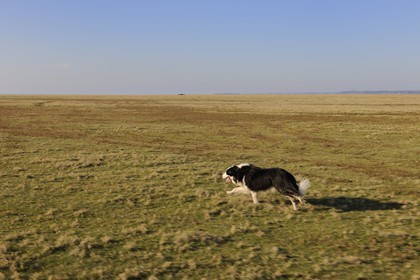 France, Ille et Vilaine, salt marshes of the Mont Saint Michel, sheepdog
