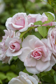 France, Alpes-Maritimes (06), Saint Jean Cap Ferrat, Villa et Jardins Ephrussi de Rothschild, roses