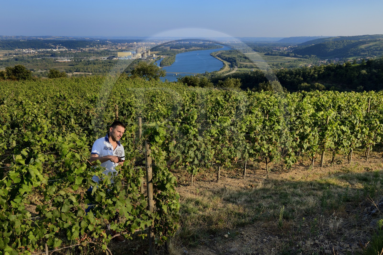 France, Loire (42), Parc Naturel Régional du Pilat, le domaine du Monteillet Stéphane Montez, Stéphane Montez dans ses vignes surplombant le Rhône