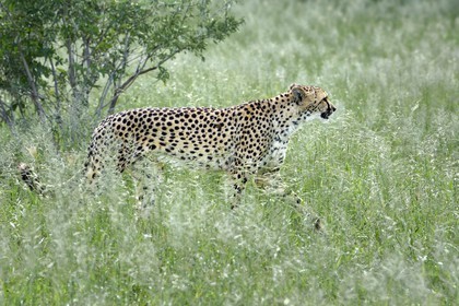 Namibia, Otjiwarongo, Cheetah Conservation Fund, research and education centre, cheetah (Acinonyx jubatus)