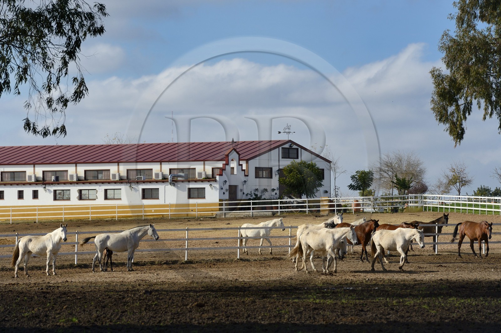 Espagne, Andalousie, province de Séville, Utrera, le haras Ayala (Yeguada Ayala), Pure race espagnole ou PRE (Pura Raza Espanola)