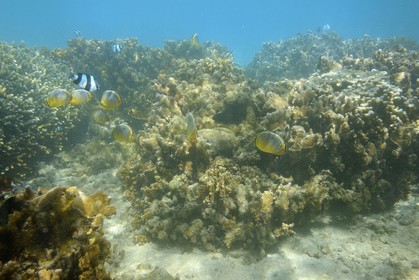 France, Reunion island (French overseas department), West Coast, Saint Gilles Les Bains (town of Saint-Paul), coral reef of Ermitage and La Saline Les Bains lagoon, melon Butterflyfish (Chaetodon trifasciatus) (underwater view)