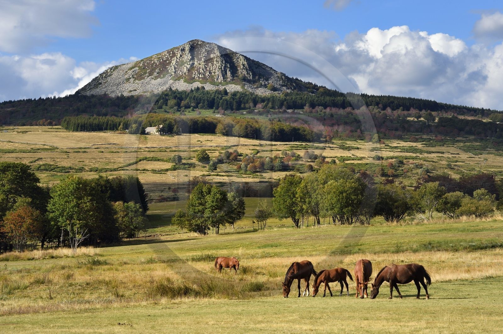 France, Ardèche (07), parc naturel régional des Monts d'Ardèche, Massif du Mézenc, chevaux dans un pré devant le Suc de Montfol (1594 m)