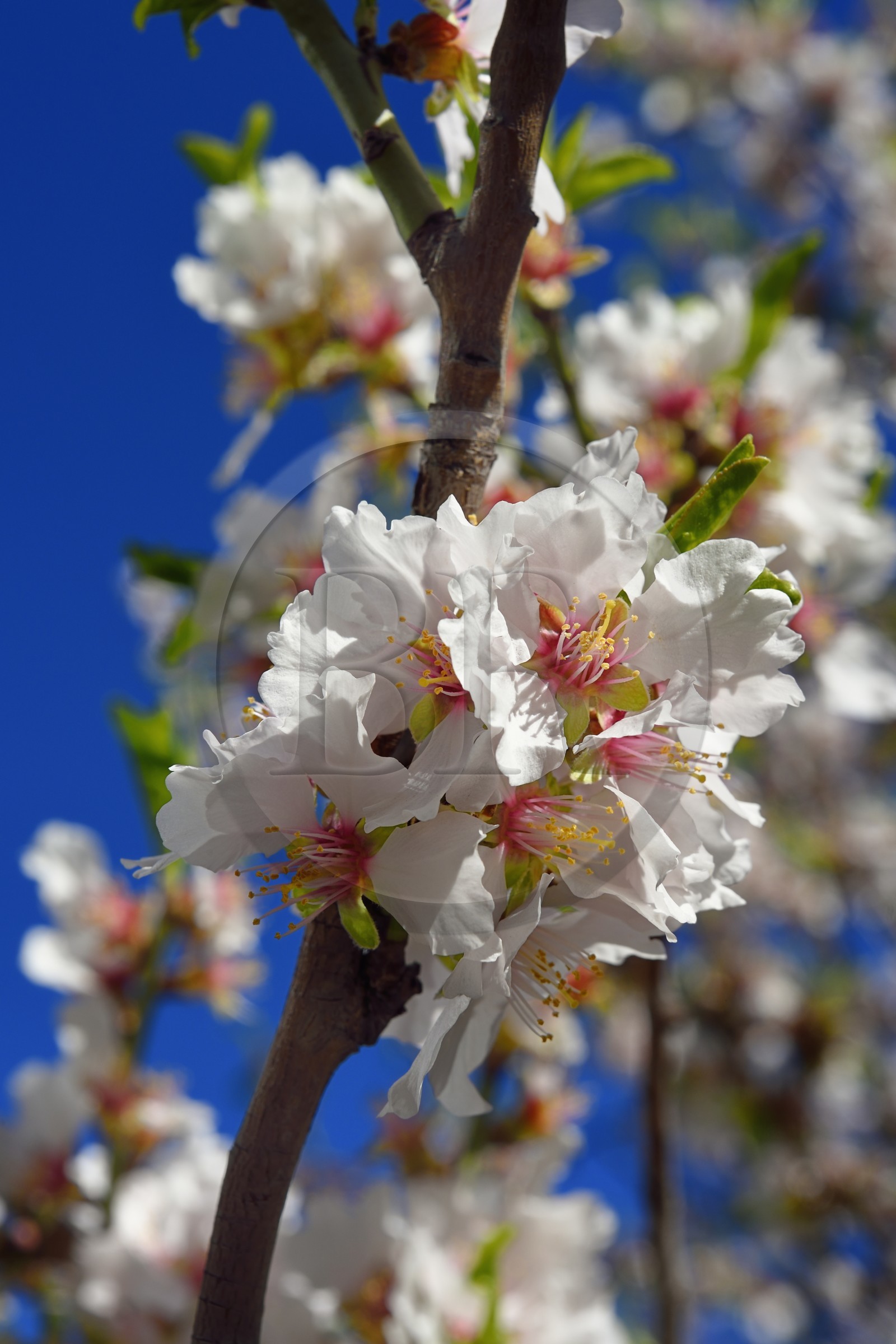 France, Bouches-du-Rhône (13), Marseille, l'Estaque, amandier en fleurs