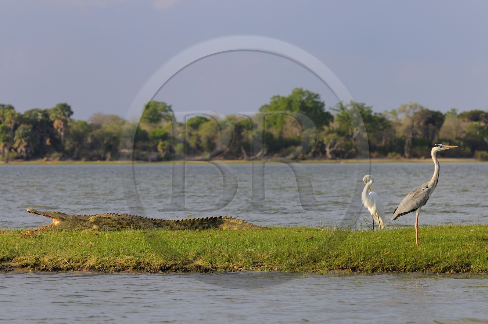Tanzanie, Reserve de gibier de Selous une des plus grandes zones protégées au monde et inscrite sur la liste du patrimoine mondial de l’Unesco depuis 1982, crocodile du Nil (Crocodylus niloticus) et héron sur le lac Nzerakera formé par la rivière Rufiji
