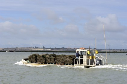 France, Charente-Maritime (17), le bassin Marrennes-Oléron au large du port Le Château d'Oléron, chaland à huîtres