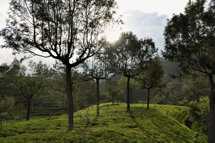 Sri Lanka, Province d'Uva, trajet en train dans la région montagneuse de la culture du thé entre Hatton et Ella, plantations de thé de la région de Haputale