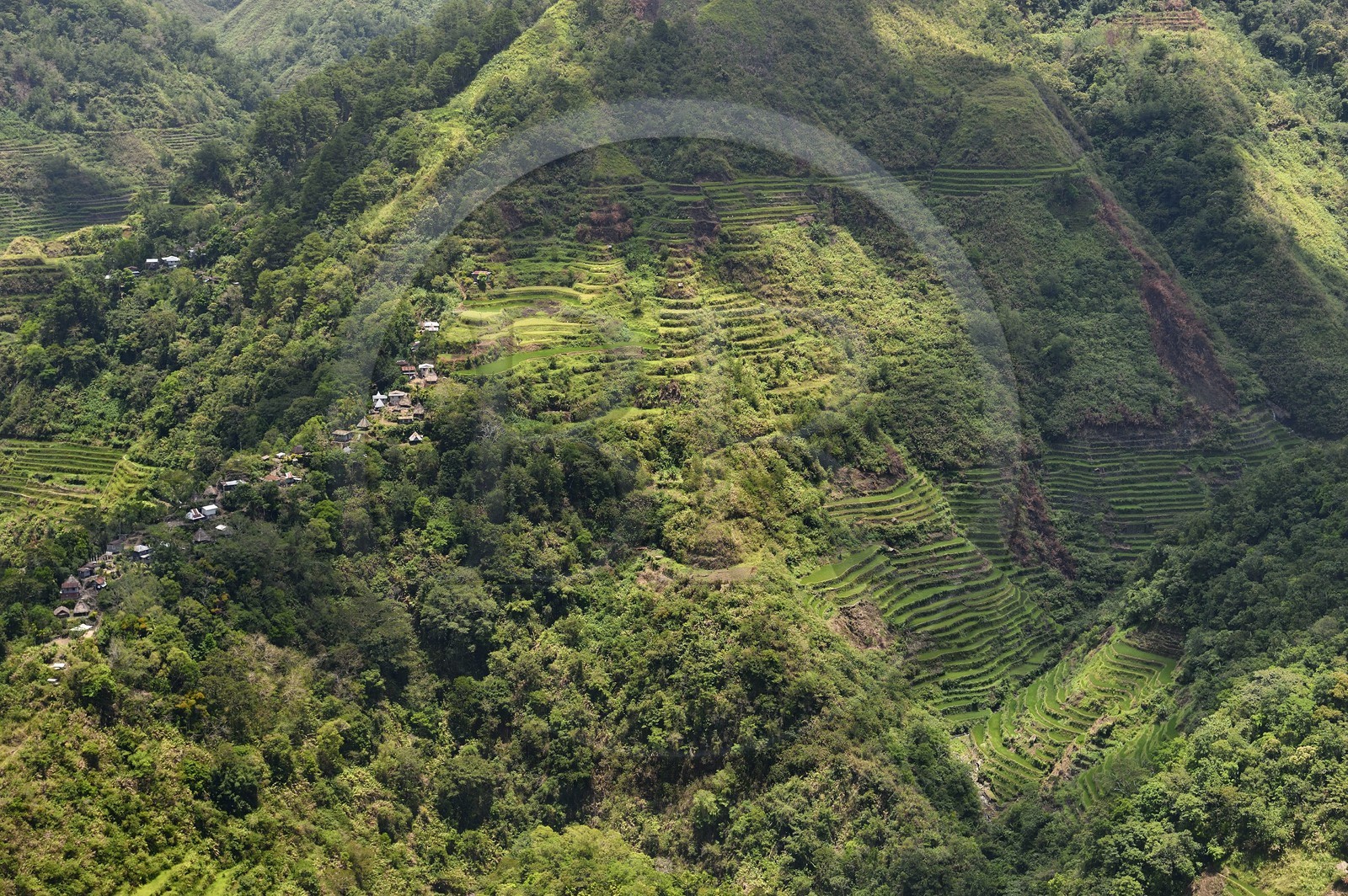 Philippines, Ifugao province, Banaue rice terraces, listed as World Heritage by UNESCO, fed by an ancient irrigation system from the rainforests above the terraces and the village of Cambulo