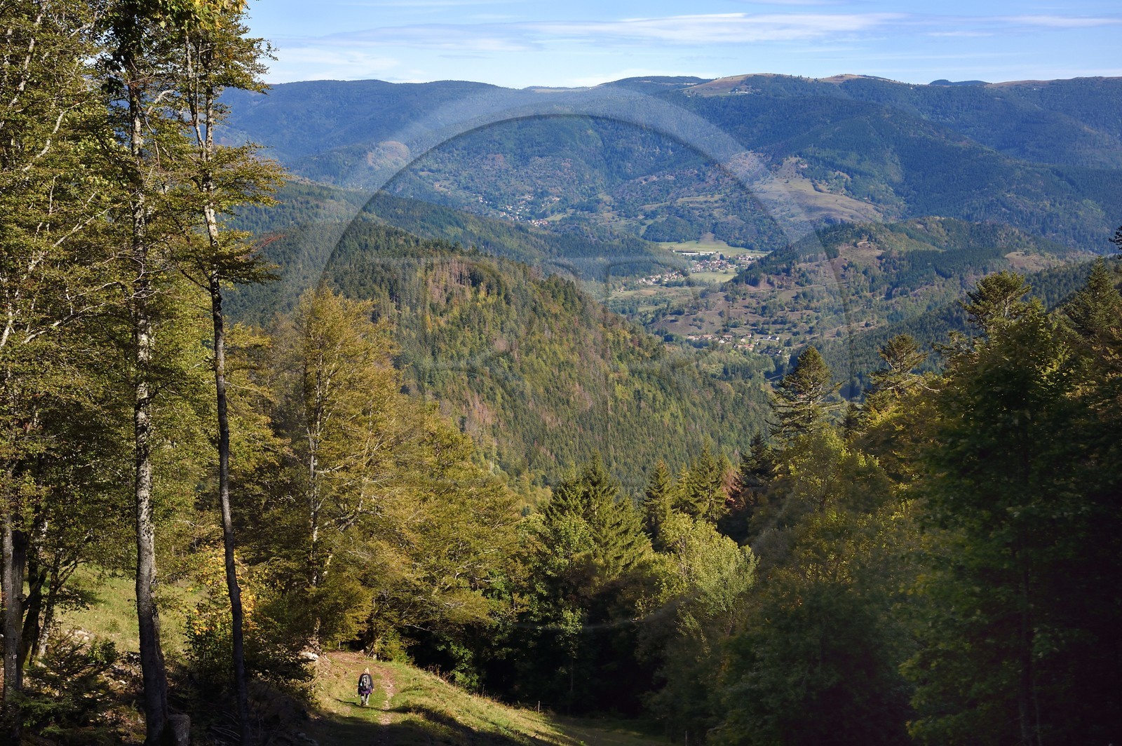 France, Haut Rhin, Ballons des Vosges Regional Natural Park, hiker going down to the Storckensohn valley from the Col des Perches