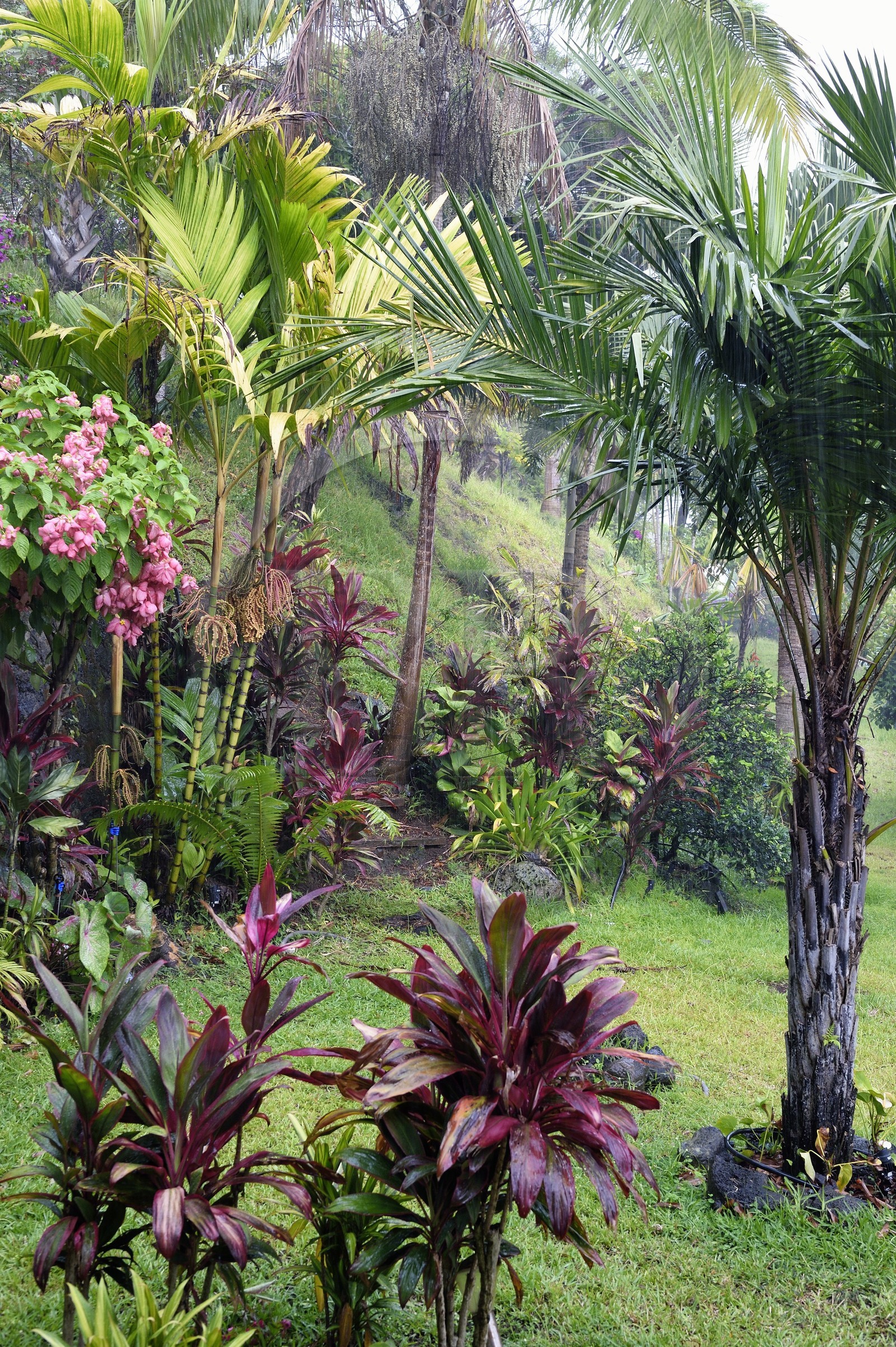 France, Ile de la Reunion, Petite-Ile, jardin exotique sous la pluie tropicale