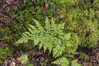 France, Bas-Rhin (67), Parc Naturel régional des Vosges du Nord, fougère dans la forêt de La Petite Pierre