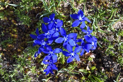 France, Alpes-de-Haute-Provence (04), Uvernet-Fours, parc national du Mercantour, vallée de l'Ubaye, sentier de randonnée du circuit des lacs du col de la Cayolle, Gentiane de printemps (Gentiana verna)