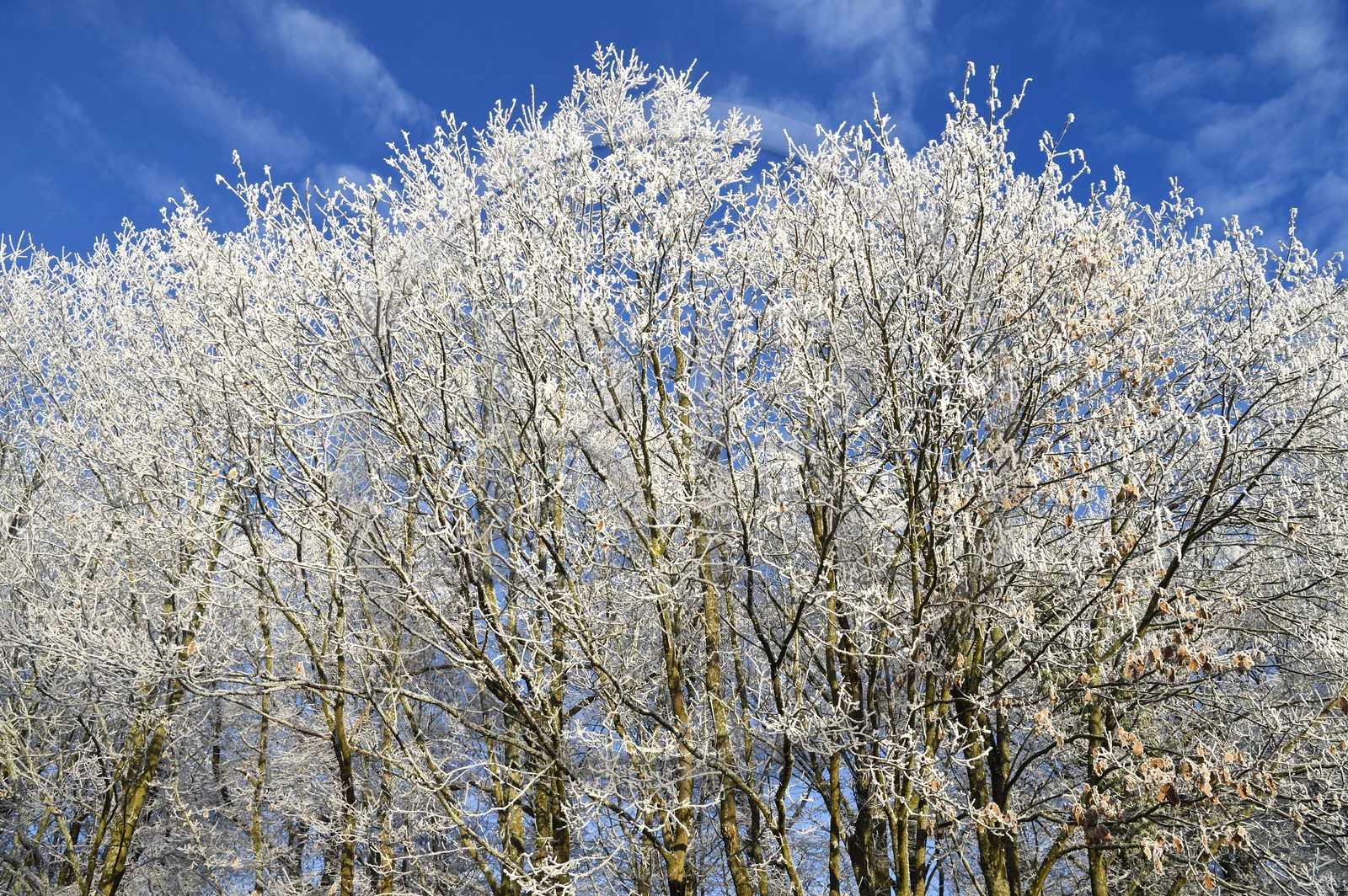 France, Bas-Rhin (67), région de Saverne, arbres givés