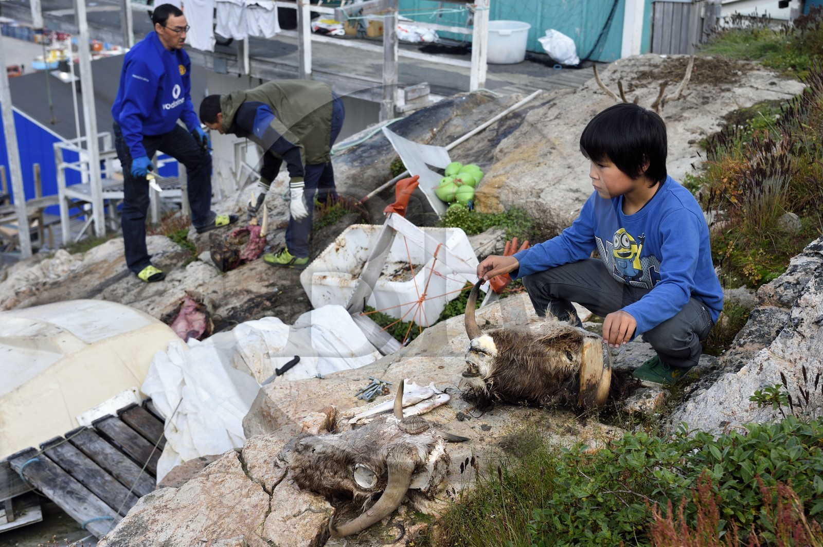 Groenland, cote ouest, baie de Baffin, Upernavik, jeune inuit montrant une tête de boeuf musqué et chasseurs dépecant une tête de morse en arrière plan