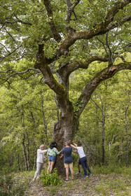 France, Var, Provence Verte (Green Provence), Bras, Academie du Bain de Foret Provencale (Academy of Forest Bathing in Provence), forest of the domaine Le Peyrourier - une campagne en Provence