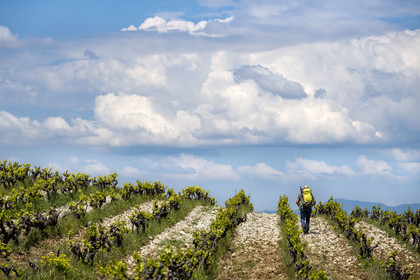 France, Vaucluse, Dentelles de Montmirail mountains, Séguret, the vineyards of the Domaine Mourchon wine estate