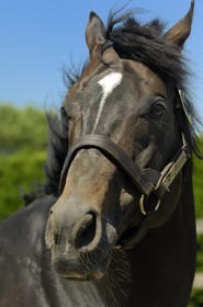 Irlande, Co. Kildare, Maynooth, harras de Derrinstown (Stud)