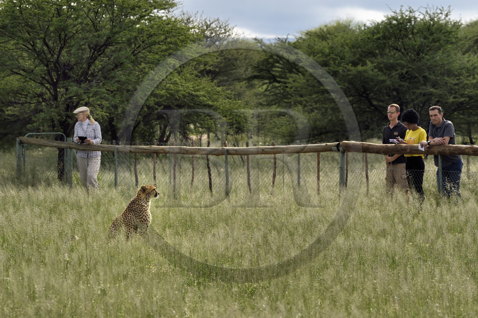 Namibie, Otjiwarongo, Cheetah Conservation Fund, centre de recherche et d'éducation, observation des guépards (Acinonyx jubatus) depuis un enclos