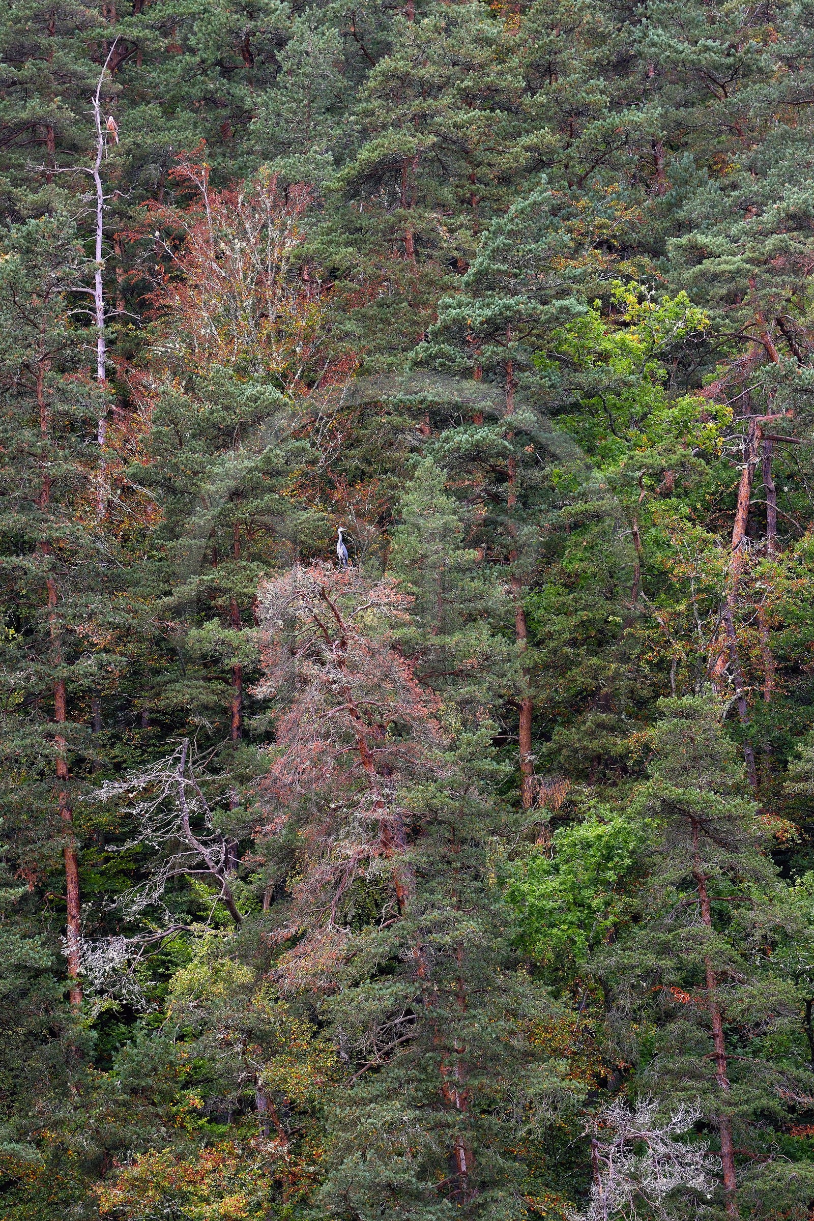 France, Cantal (15), Gorges de la Truyère, Chaliers, la rivière Truyère en amont du viaduc de Garabit, héron cendré (Ardea cinerea) perché au sommet d'un arbre