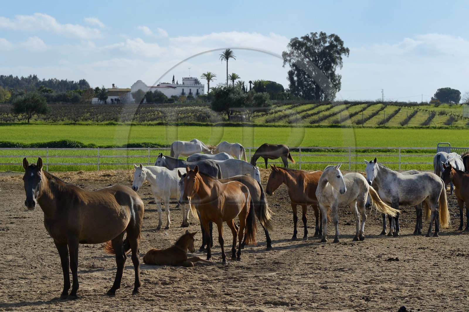 Espagne, Andalousie, province de Séville, Utrera, le haras Ayala (Yeguada Ayala), Pure race espagnole ou PRE (Pura Raza Espanola)