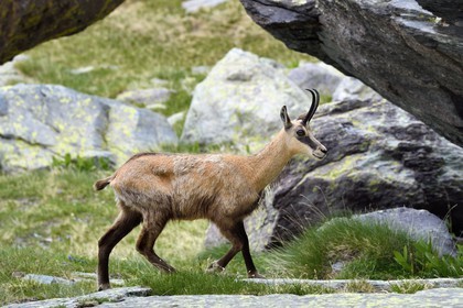 France, Alpes-Maritimes (06), parc national du Mercantour, Vallée des Merveilles, chamois à coté de la Roche de l’Autel